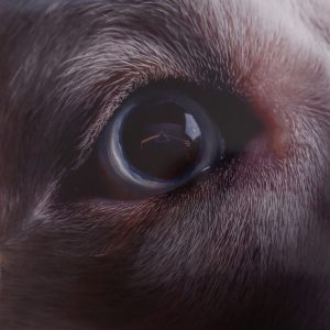 NjktMTM1OS5qcGVn.jpeg Roger Waters - The Dark Side Of The Moon